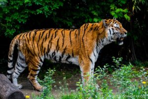 The Budapest Zoo-Tiger