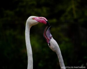 The Budapest Zoo- Flamingo